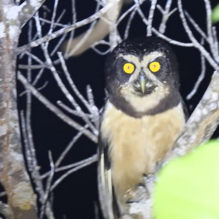 Aruá Observação de aves e natureza Praia do Forte Esterno foto