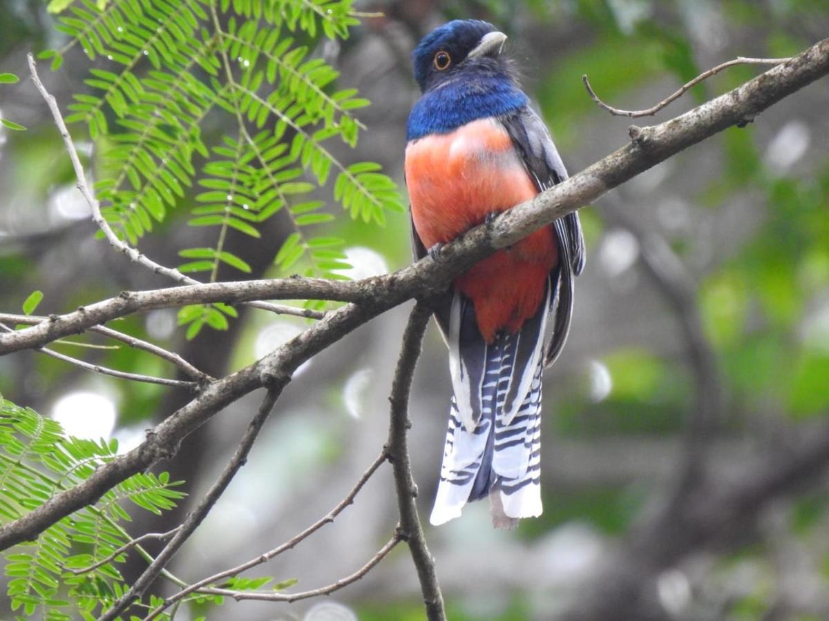 Aruá Observação de aves e natureza Praia do Forte Esterno foto