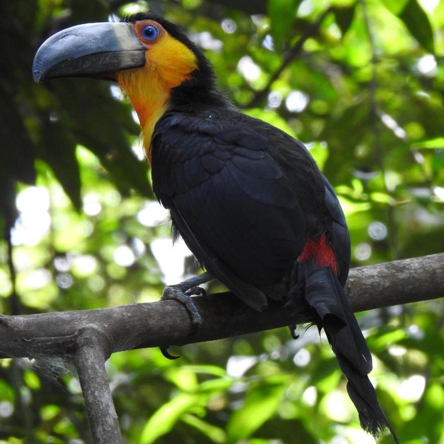 Aruá Observação de aves e natureza Praia do Forte Esterno foto